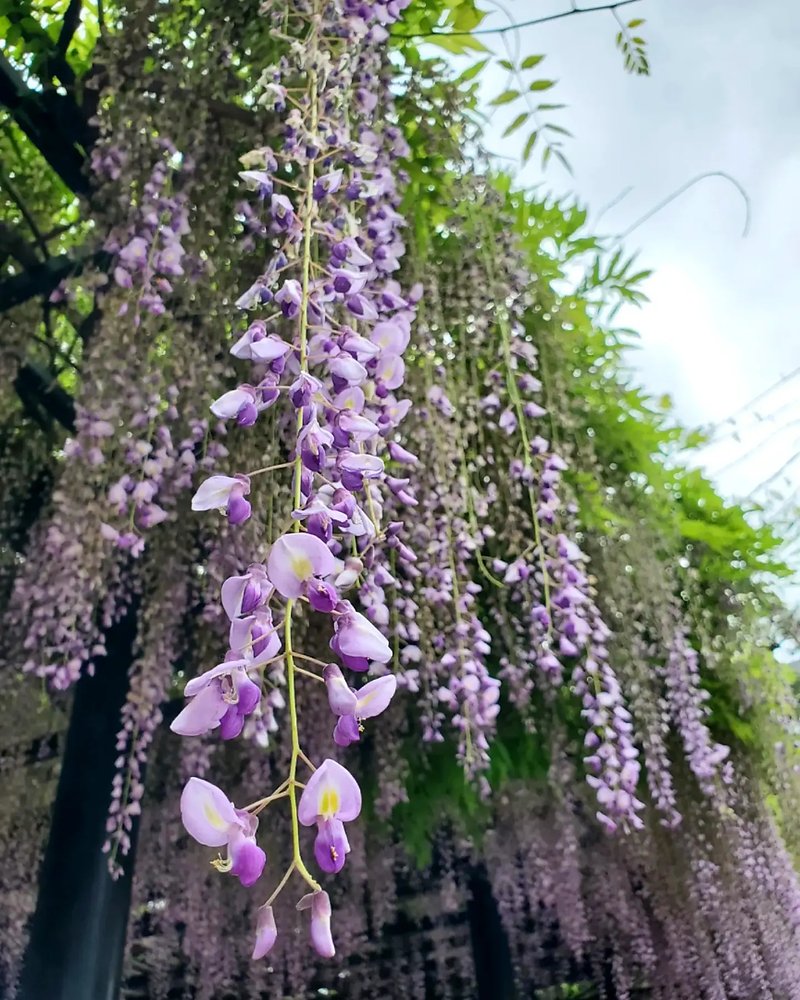 🛕 등나무 우물 절(후지이데라) 이미지 3